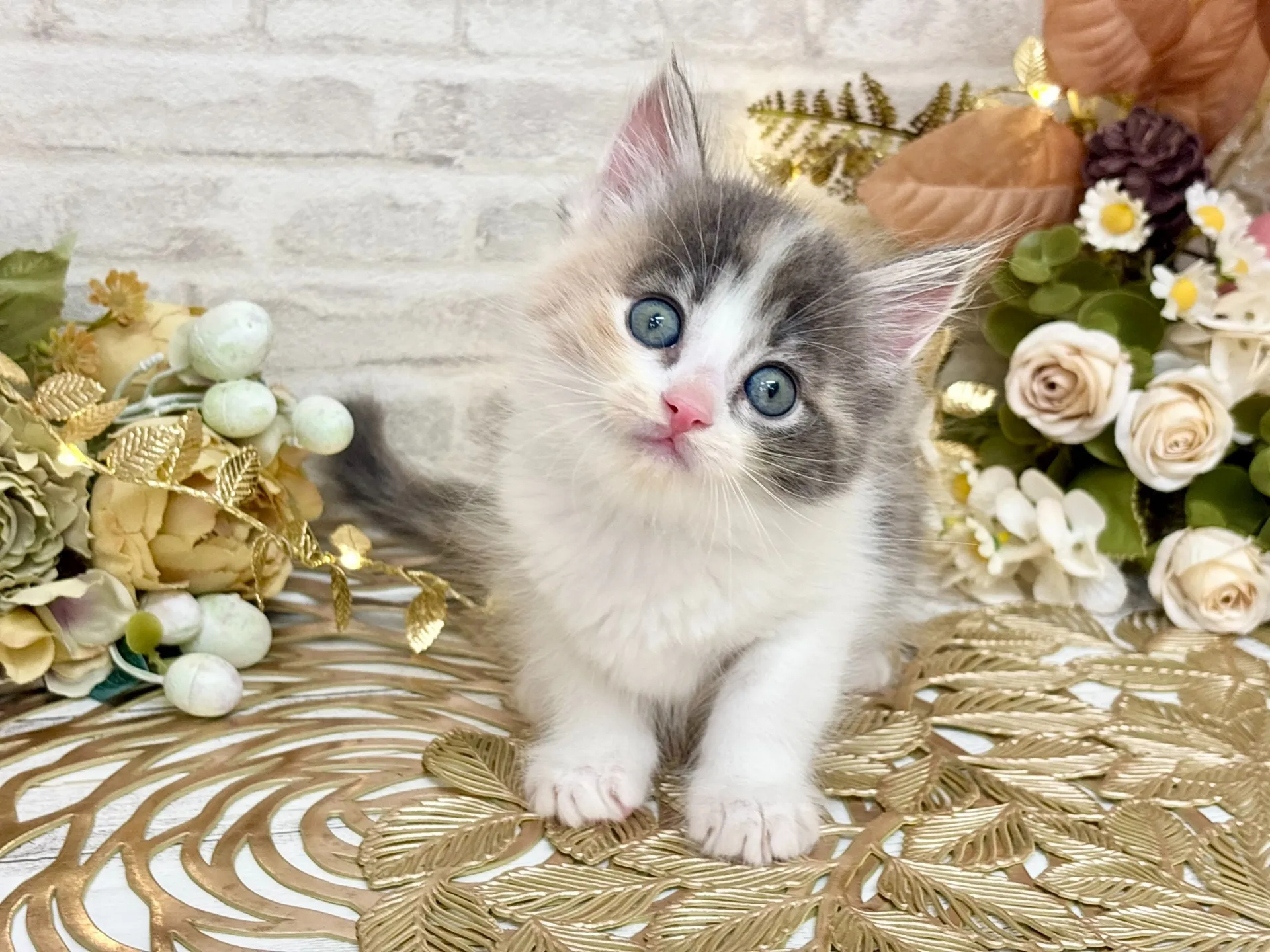 売約済★サイベリアン★メス★ No.3037