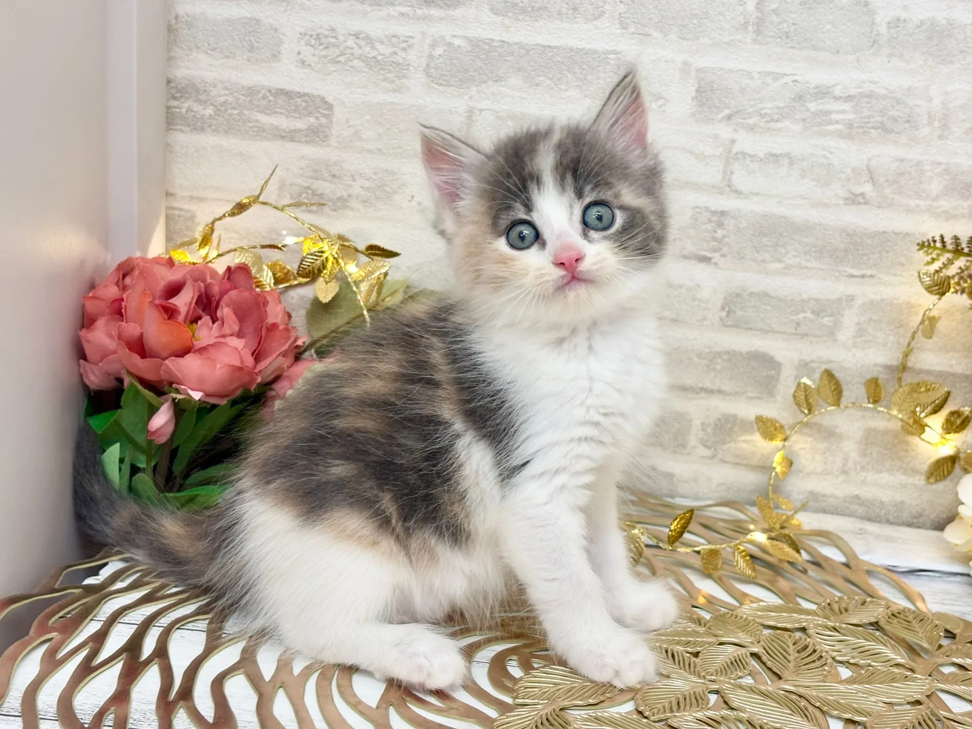 売約済★サイベリアン★メス★ No.3037