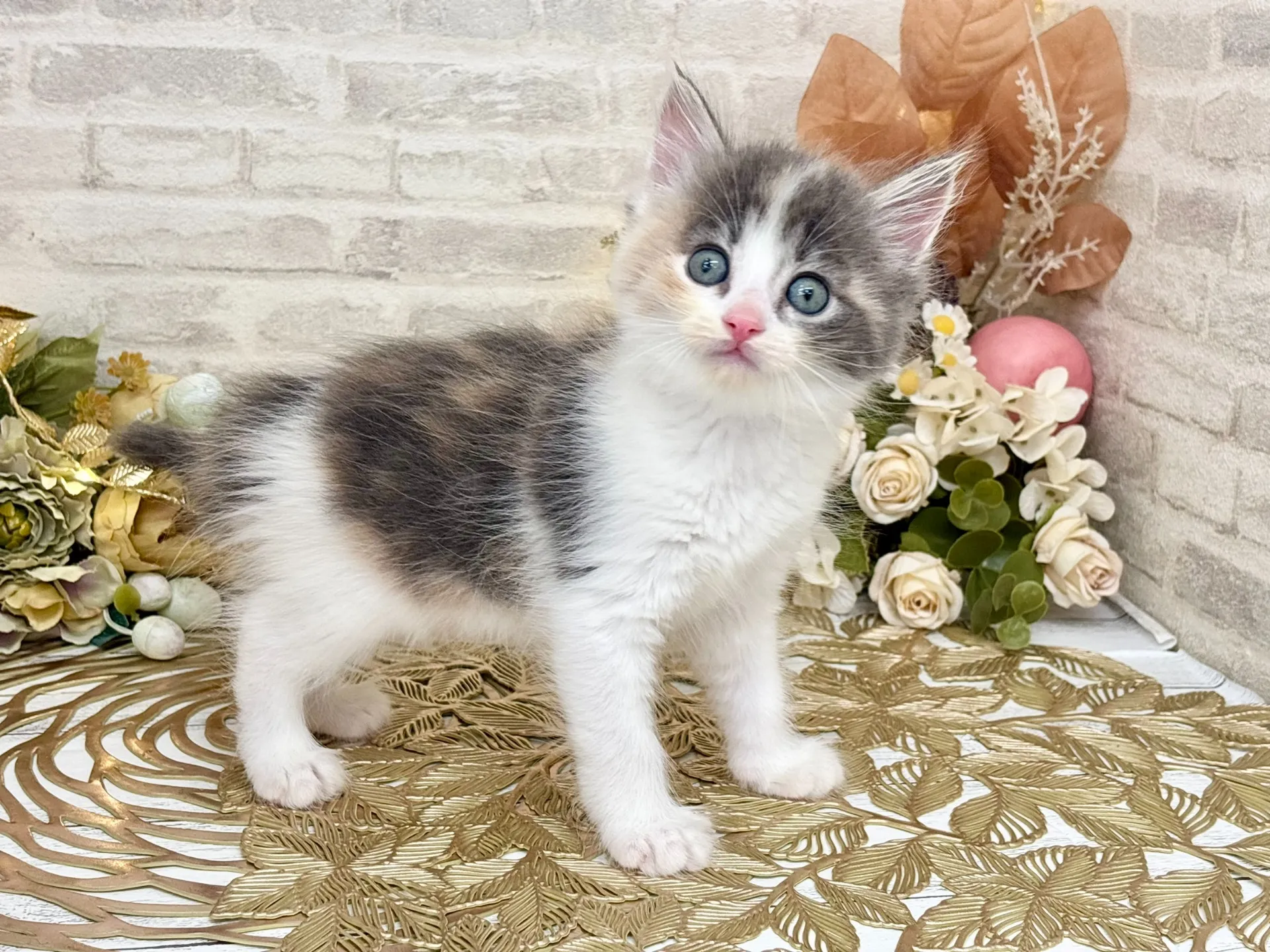 売約済★サイベリアン★メス★ No.3037