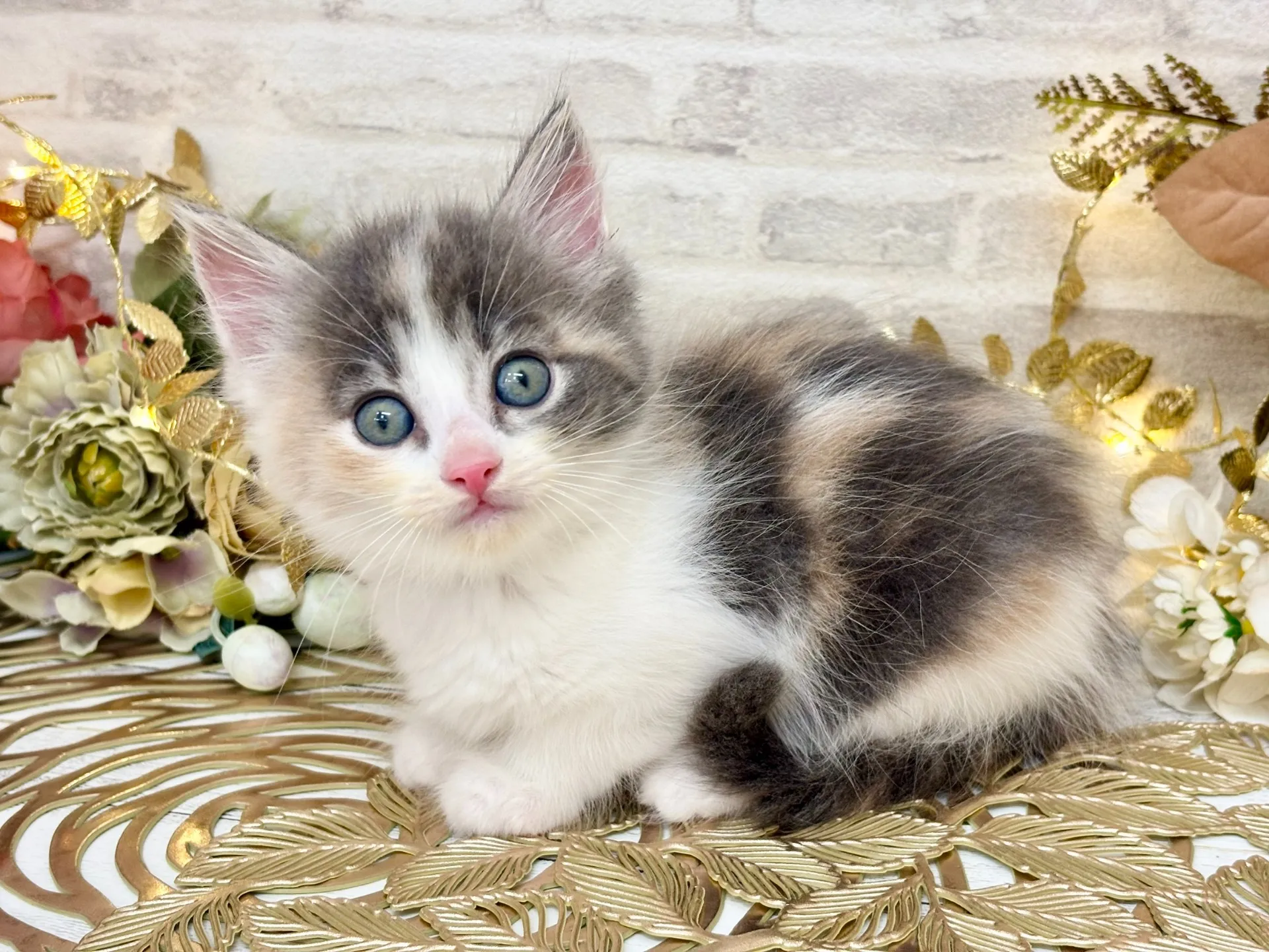 ★サイベリアン★メス★ No.3037