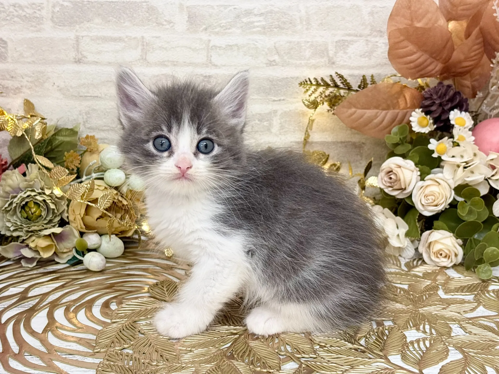 売約済★サイベリアン★メス★ No.3033