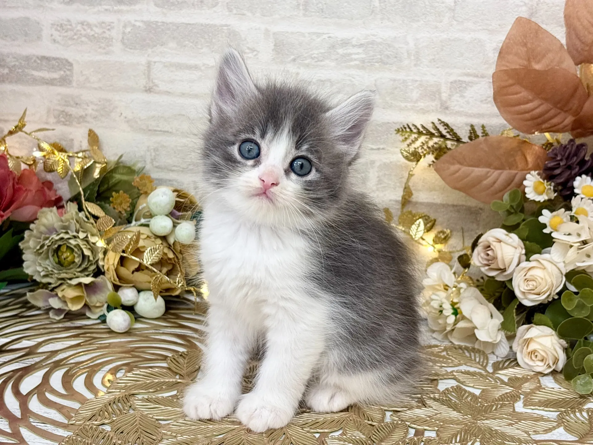 ★サイベリアン★メス★ No.3033