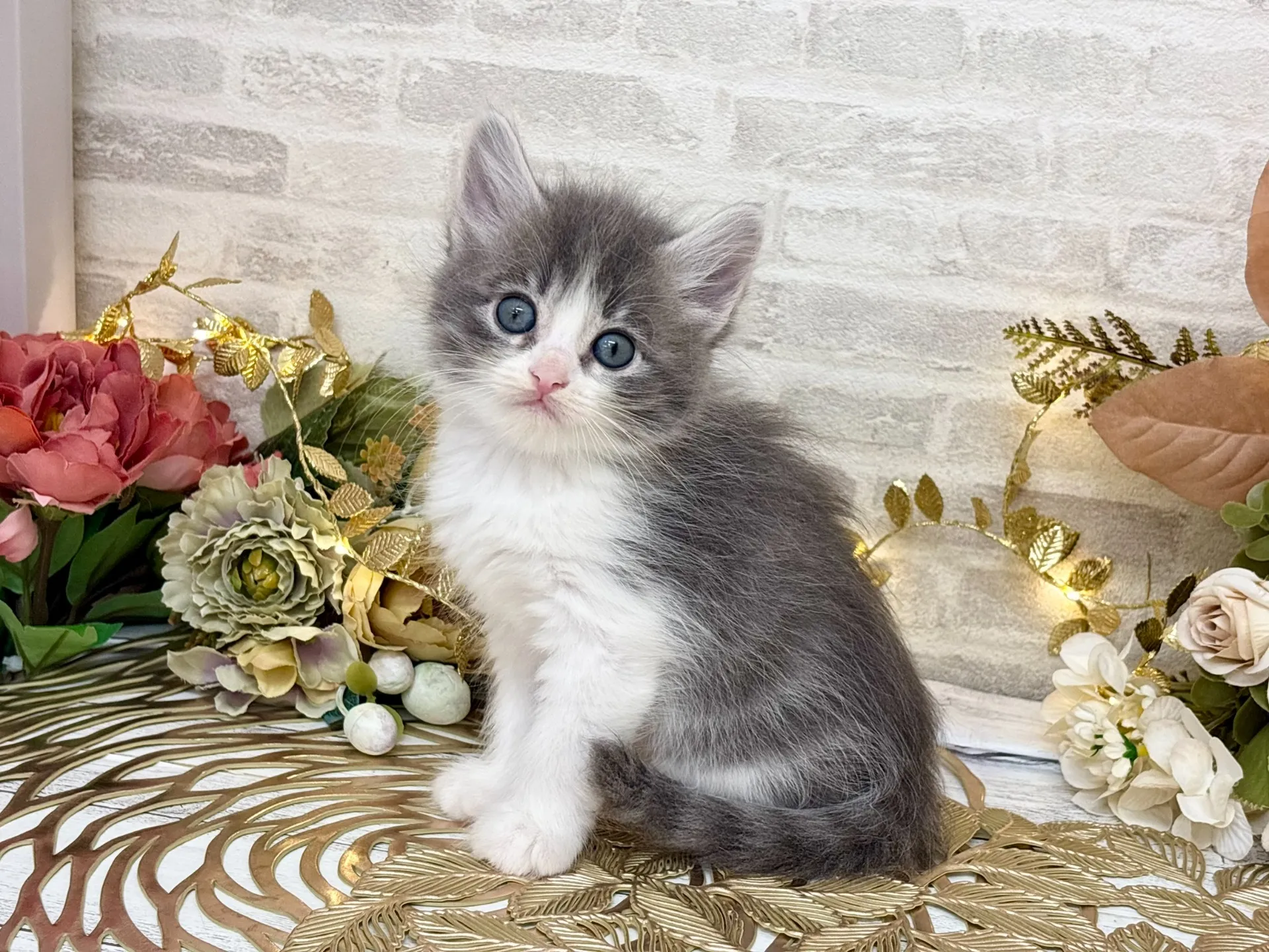 売約済★サイベリアン★メス★ No.3033