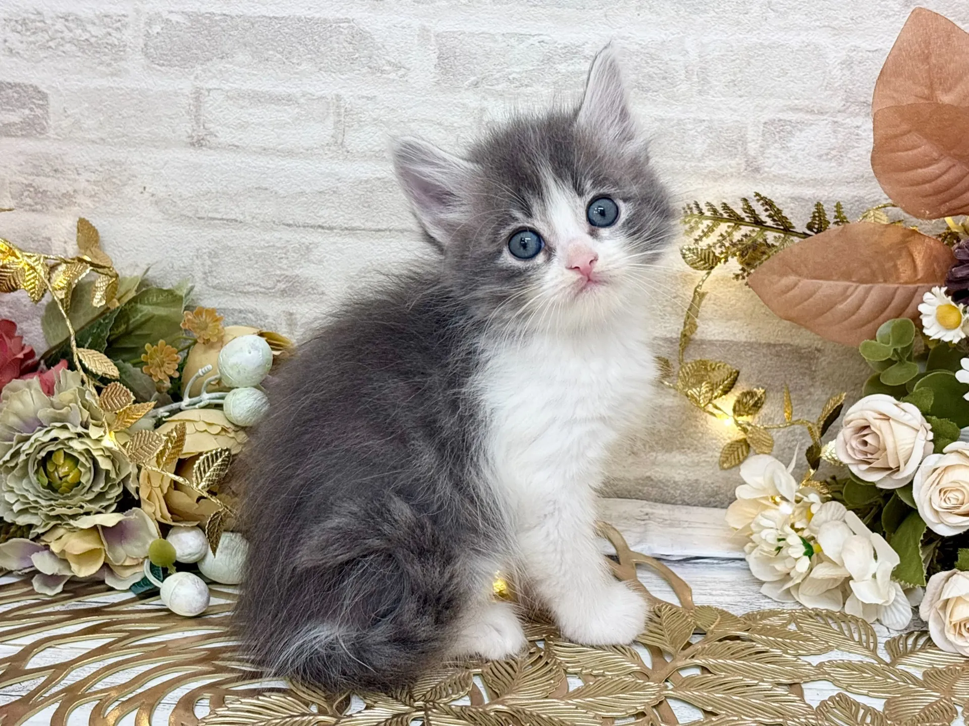 売約済★サイベリアン★メス★ No.3033