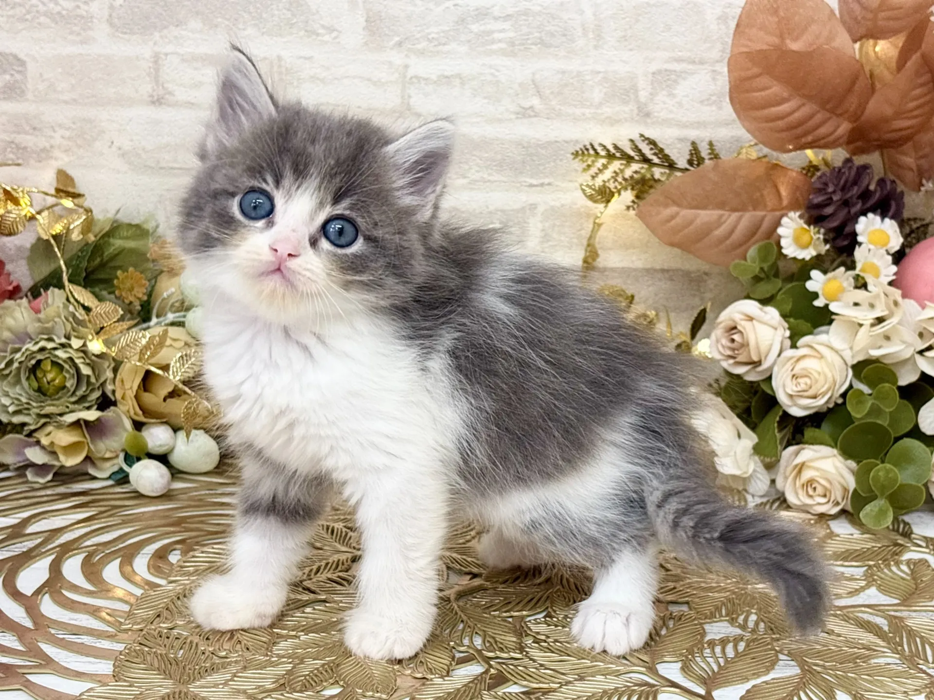 売約済★サイベリアン★メス★ No.3034