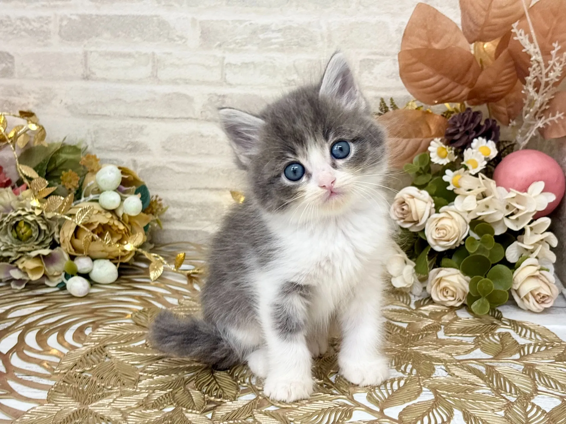 売約済★サイベリアン★メス★ No.3034