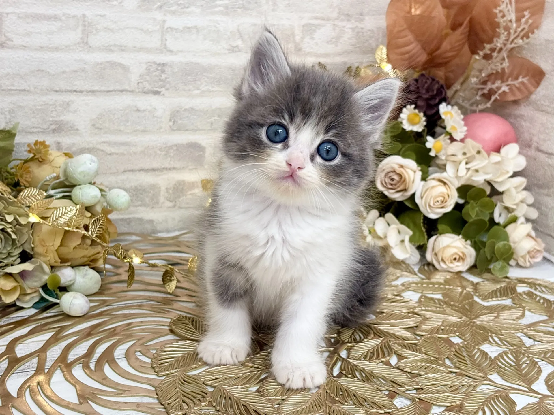 ★サイベリアン★メス★ No.3034