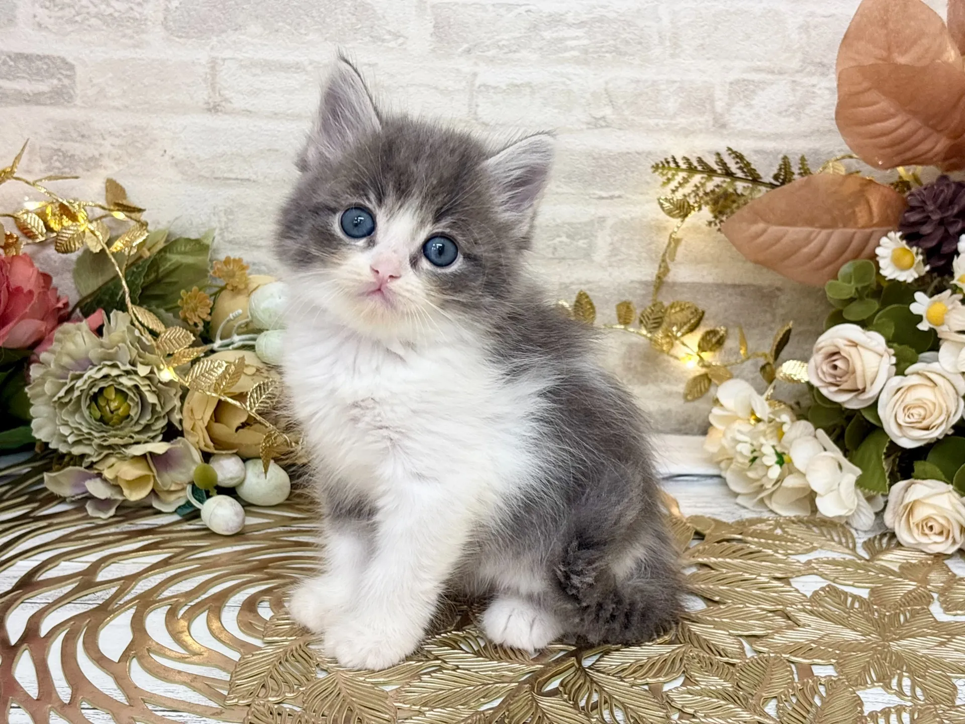 売約済★サイベリアン★メス★ No.3034