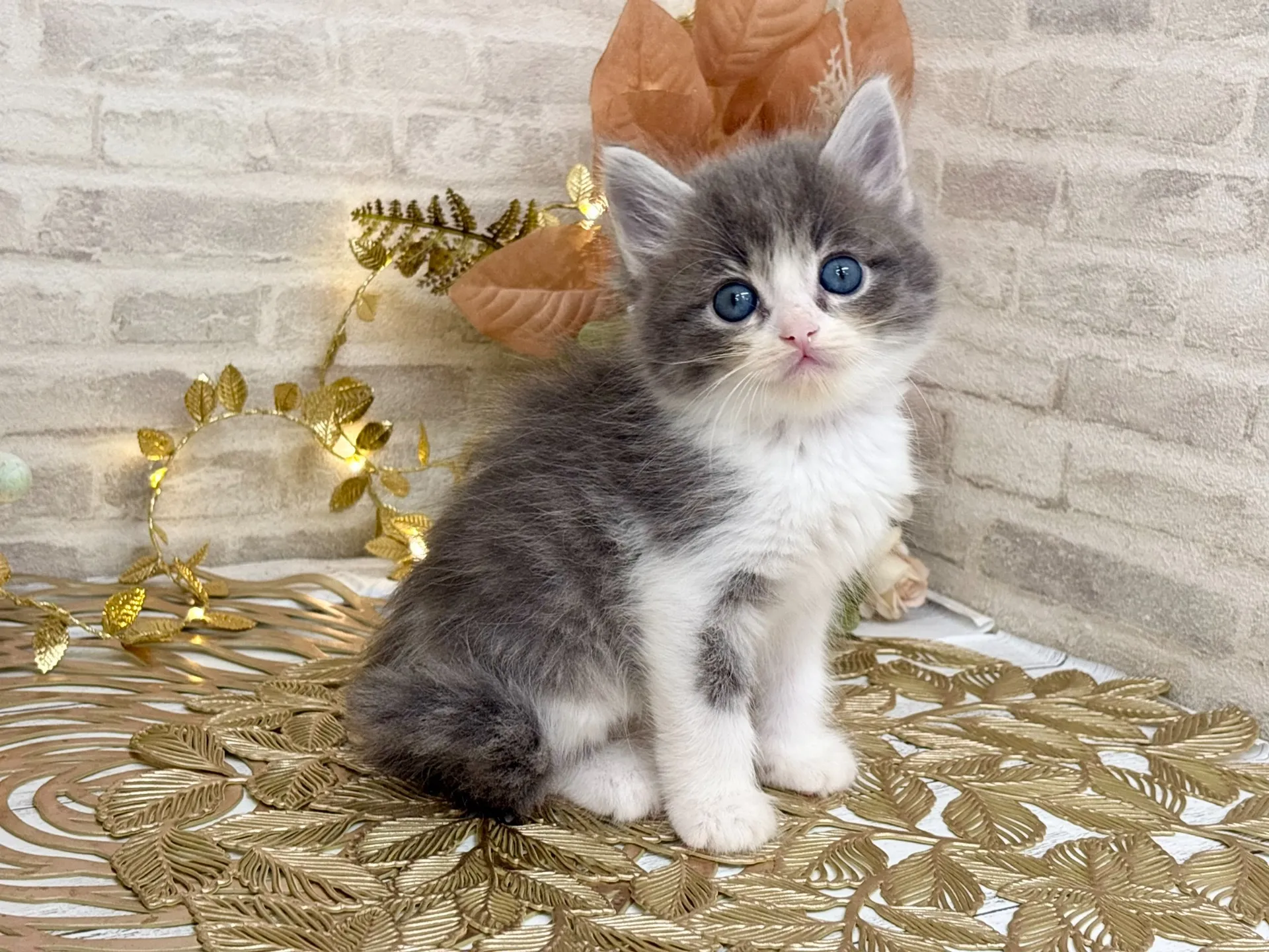 売約済★サイベリアン★メス★ No.3034