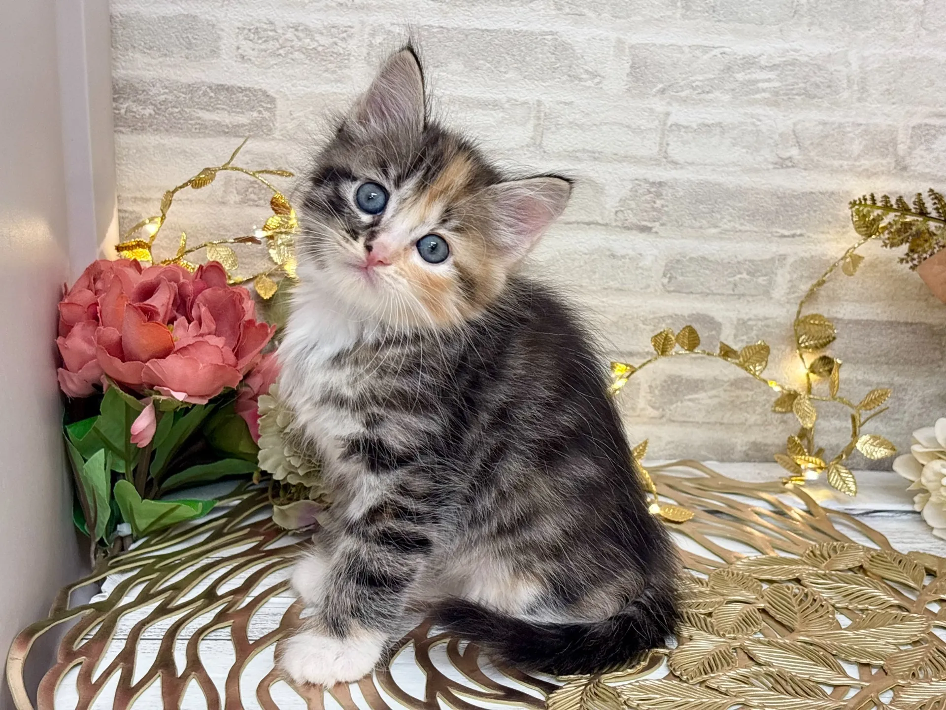 ★サイベリアン★メス★ No.3035