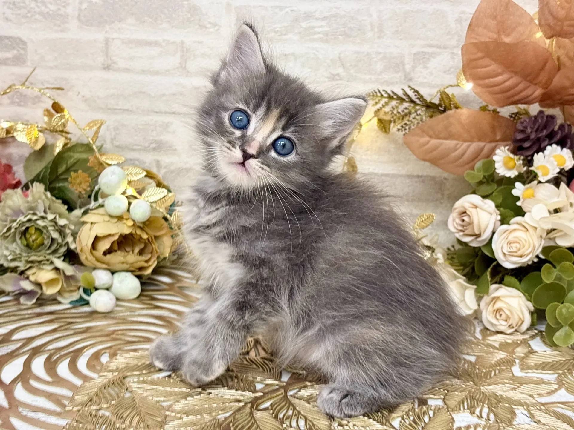 ★サイベリアン★メス★ No.3038