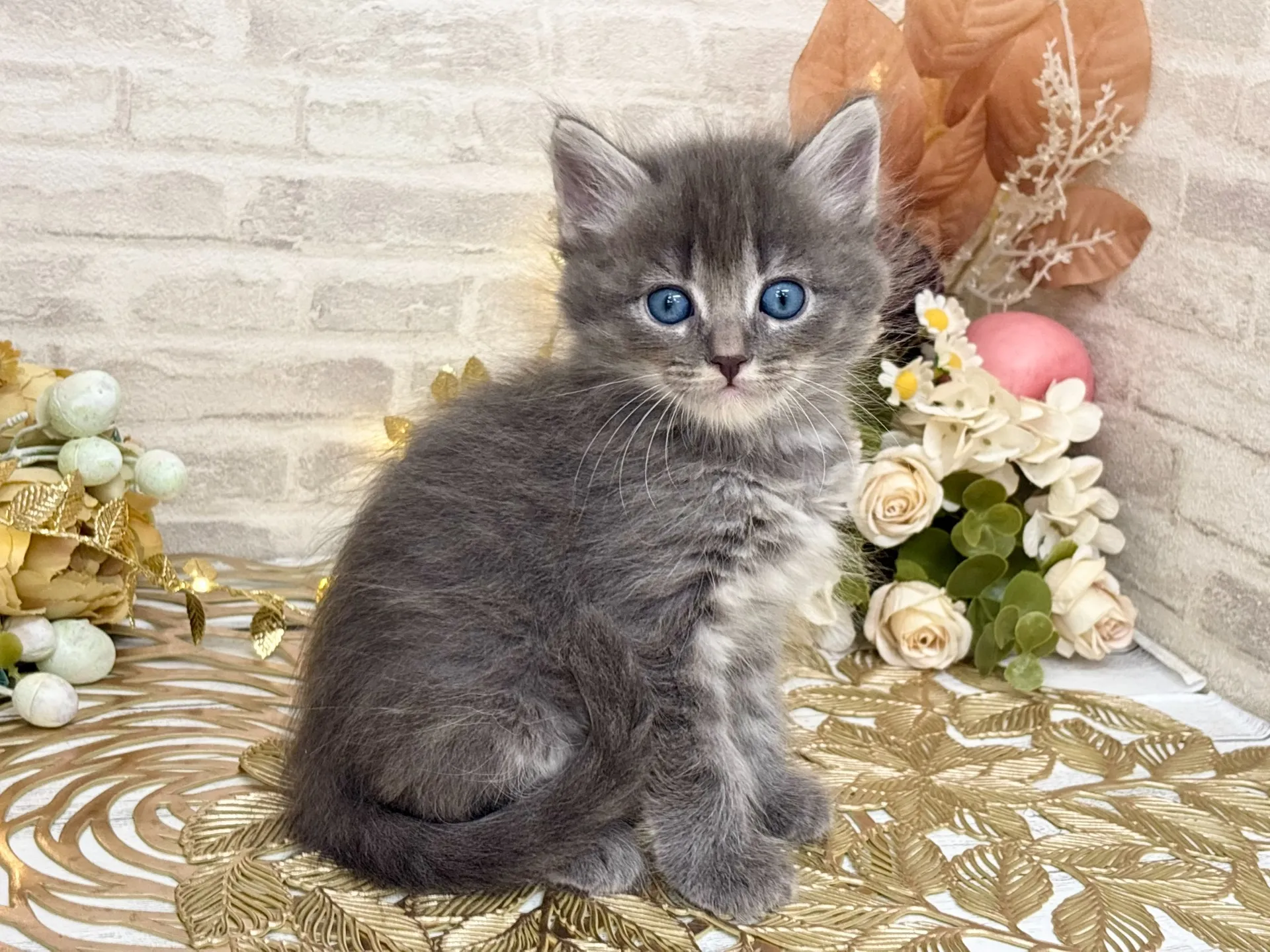 売約済★サイベリアン★オス★ No.3036