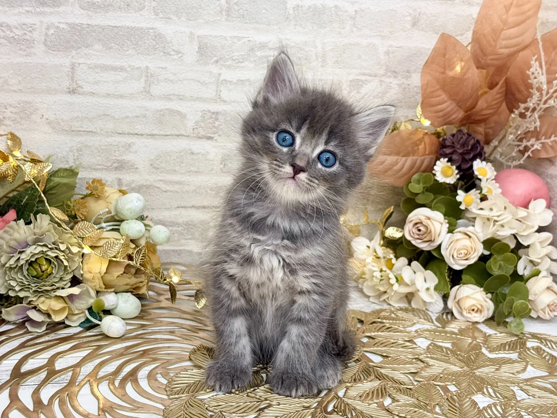 売約済★サイベリアン★オス★ No.3036