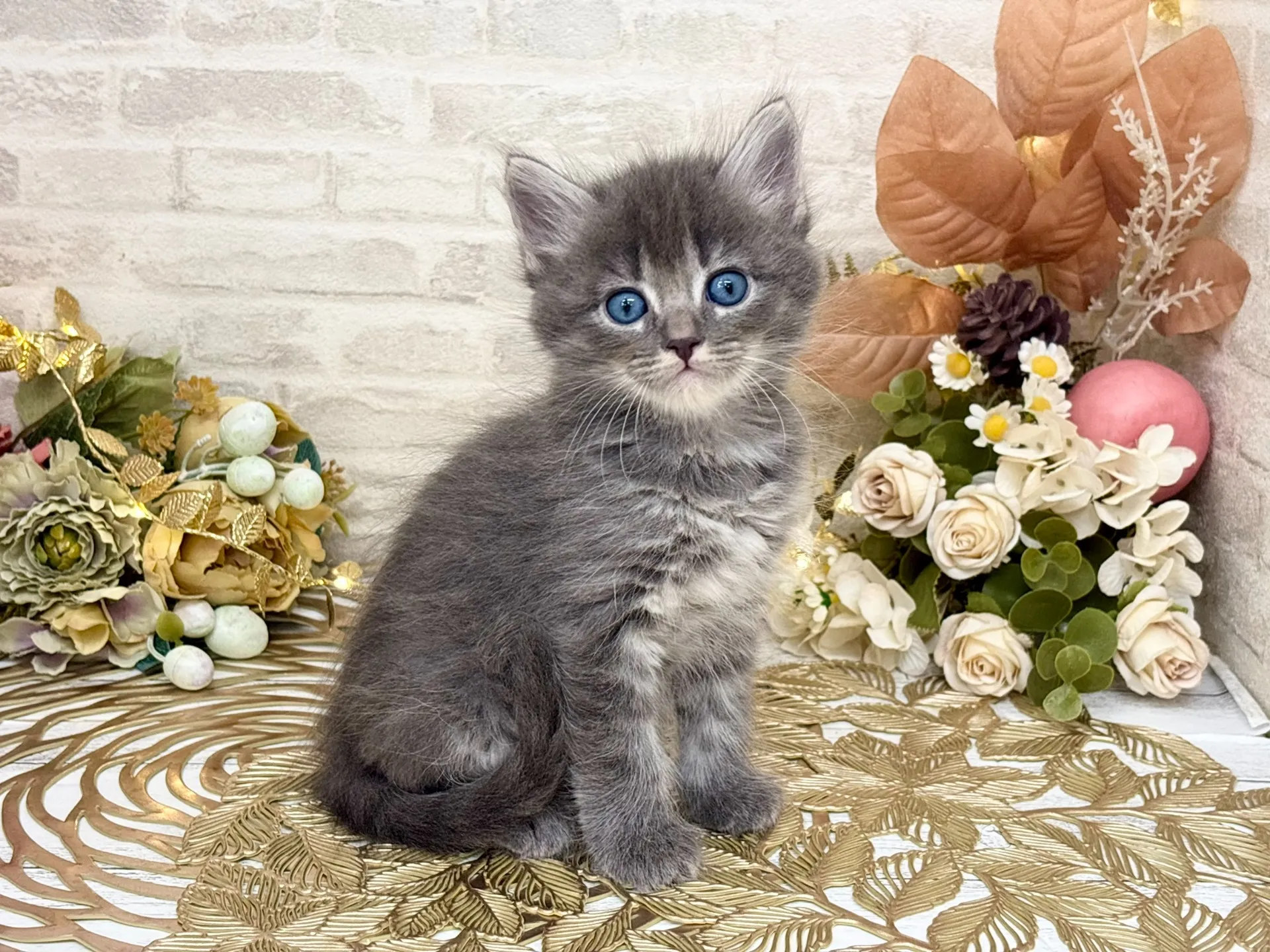 売約済★サイベリアン★オス★ No.3036