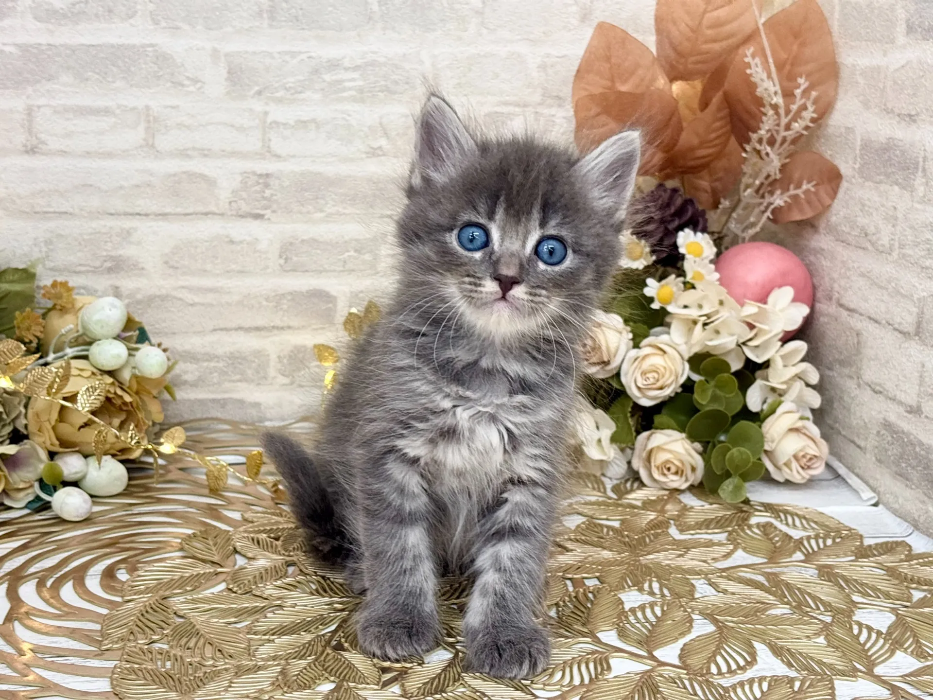 売約済★サイベリアン★オス★ No.3036