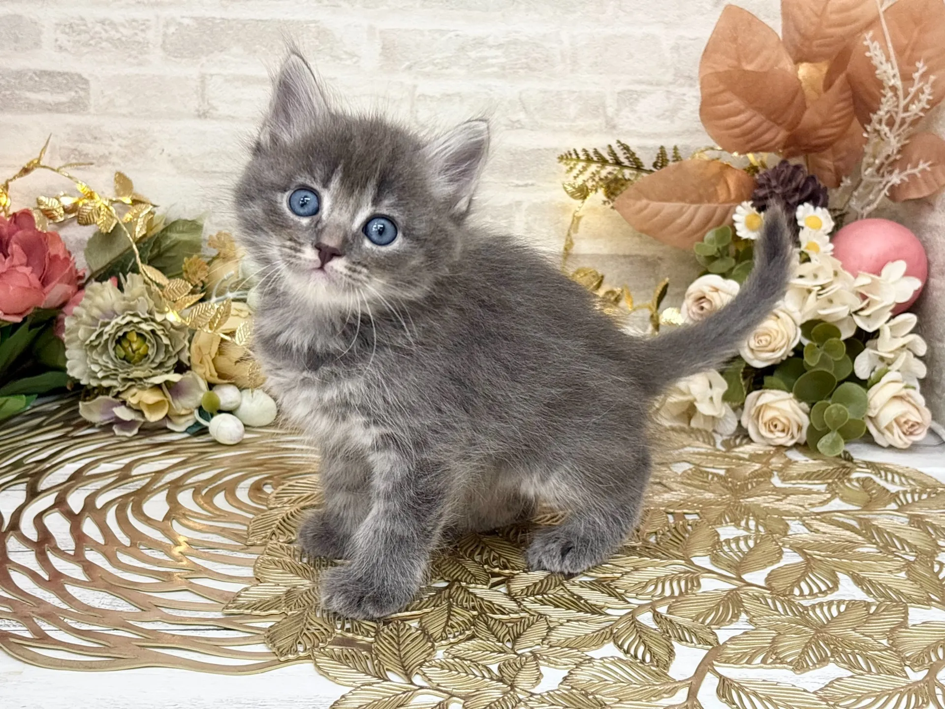 売約済★サイベリアン★オス★ No.3036