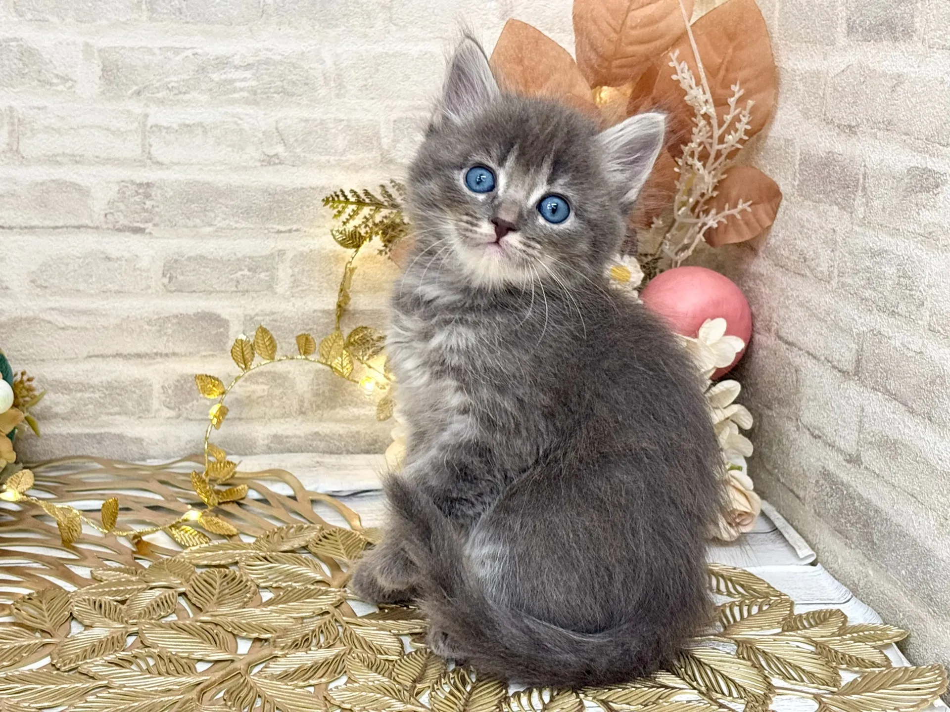 売約済★サイベリアン★オス★ No.3036