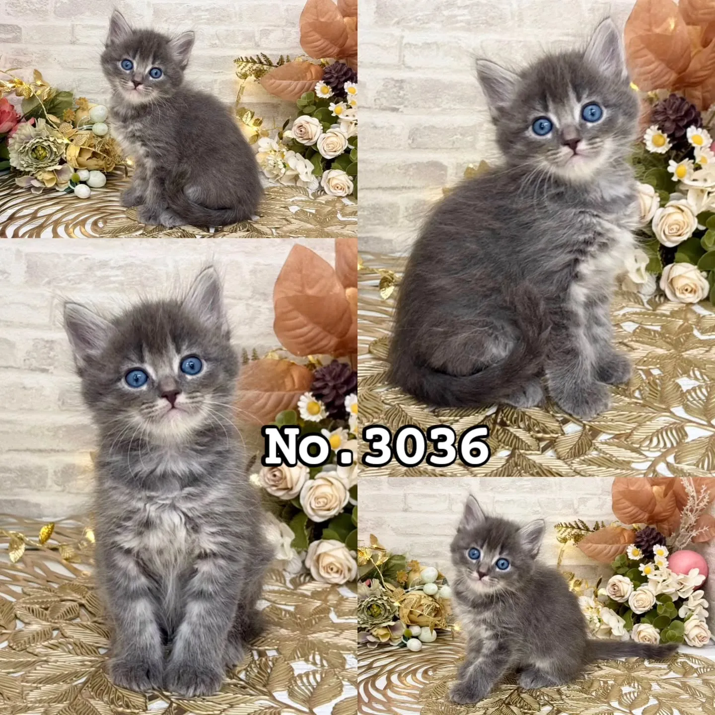 本日ご紹介のサイベリアンたちです🩷🩵🩷