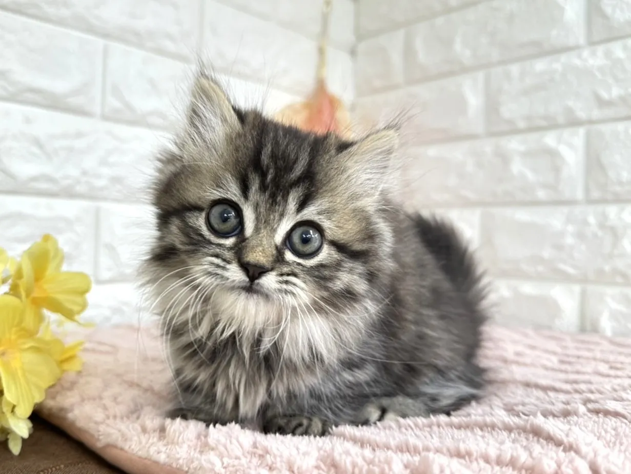 ★ミヌエット(短足)★オス★ No.3029