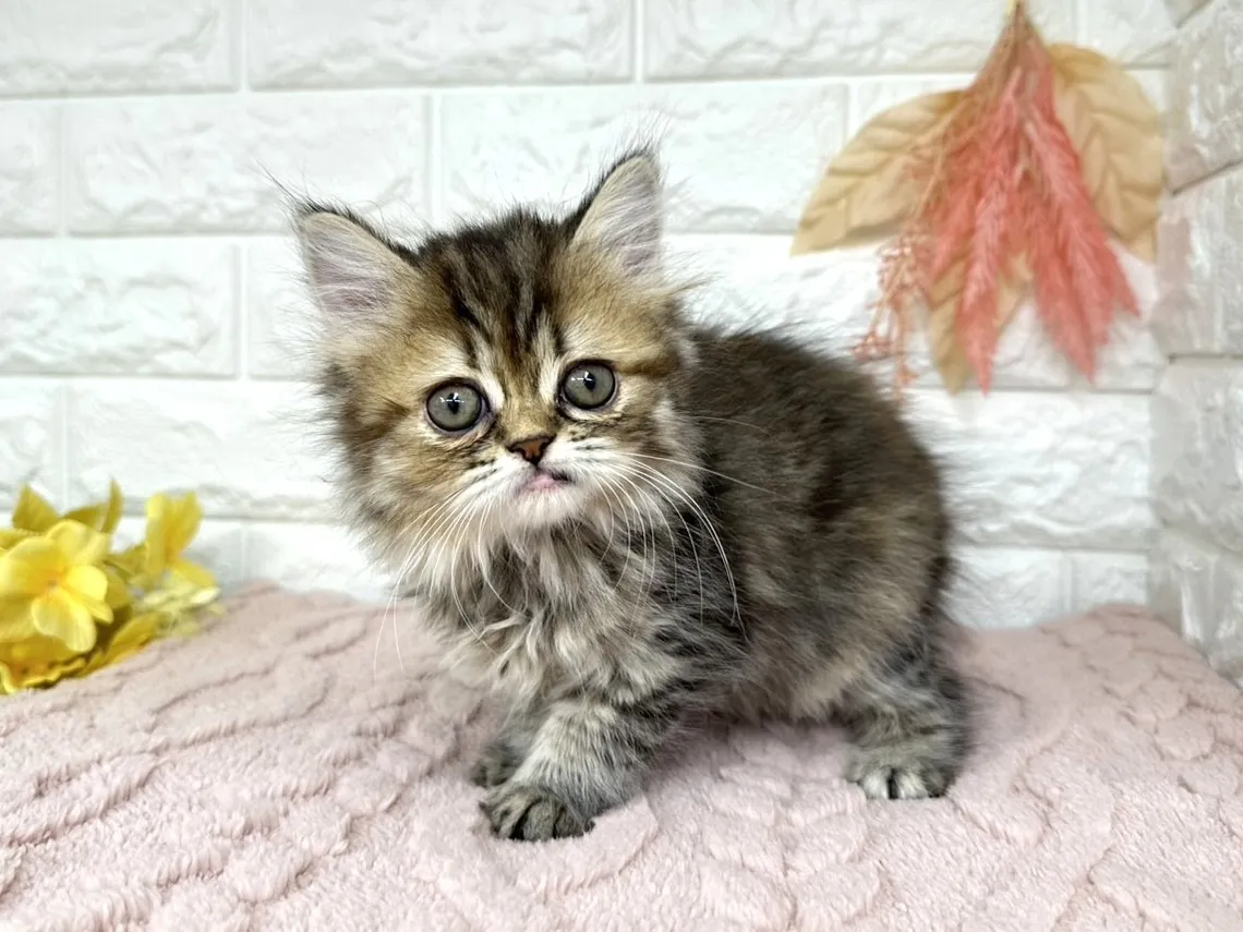 ★ミヌエット(足長)★メス★ No.3027