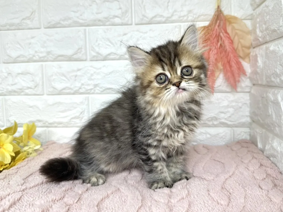 売約済★ミヌエット（足長）★メス★ No.3027