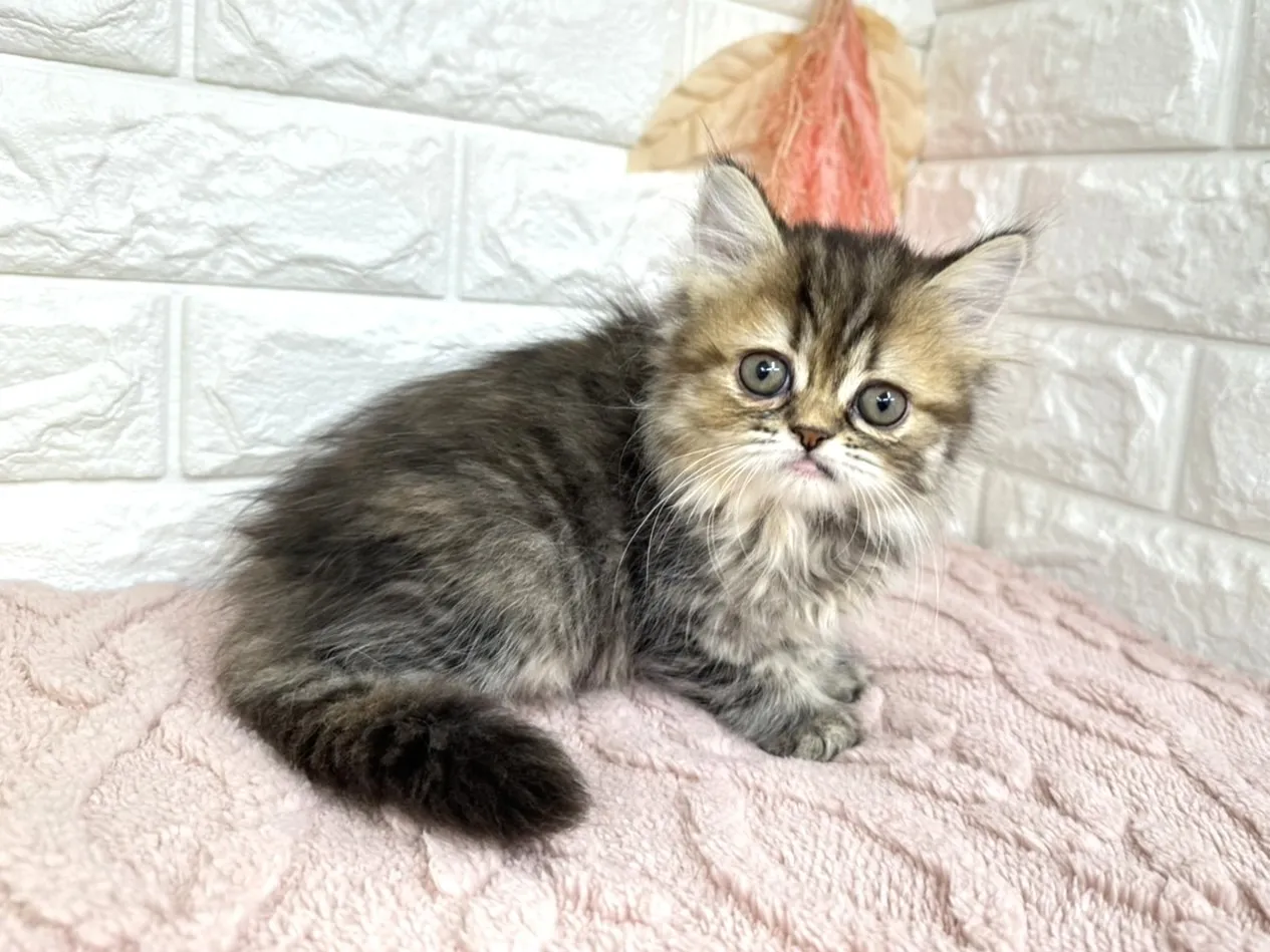 売約済★ミヌエット（足長）★メス★ No.3027