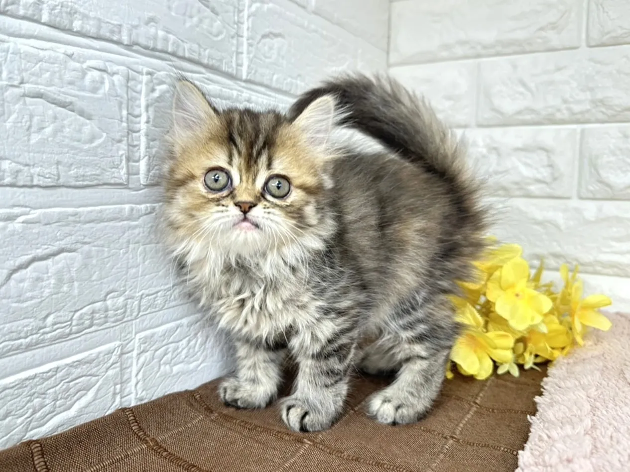 売約済★ミヌエット（足長）★メス★ No.3027