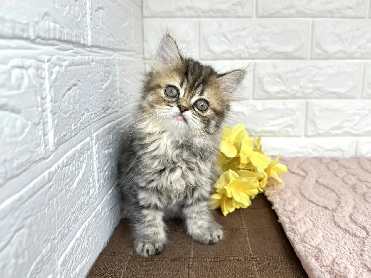 売約済★ミヌエット（足長）★メス★ No.3027