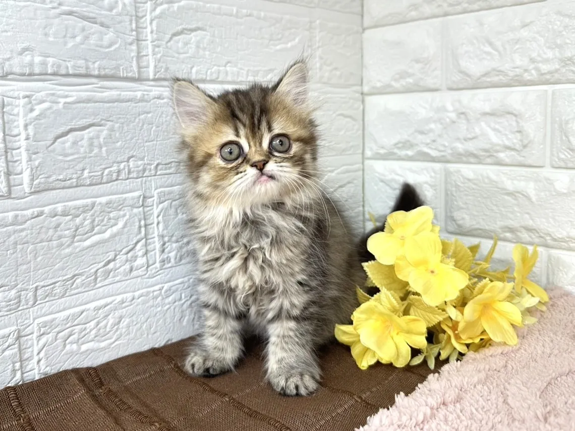 売約済★ミヌエット（足長）★メス★ No.3027