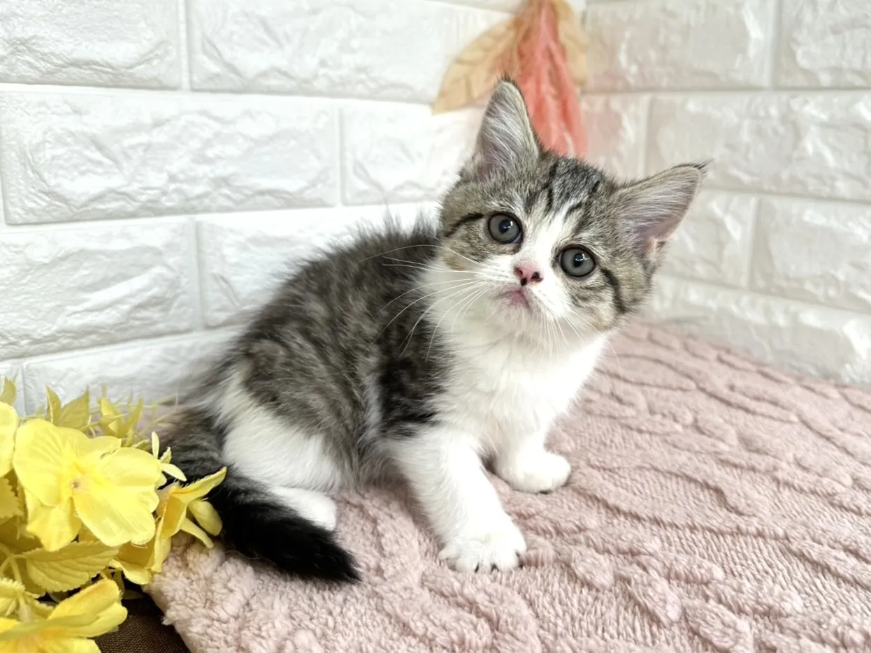 ★ミヌエット(足長)★オス★ No.3028