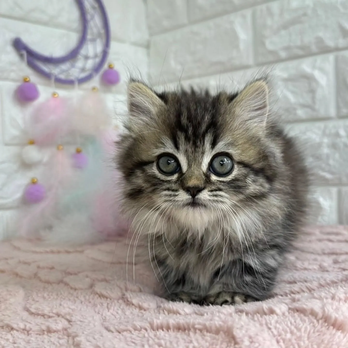 短いお手手がとってもキュート😺❤️