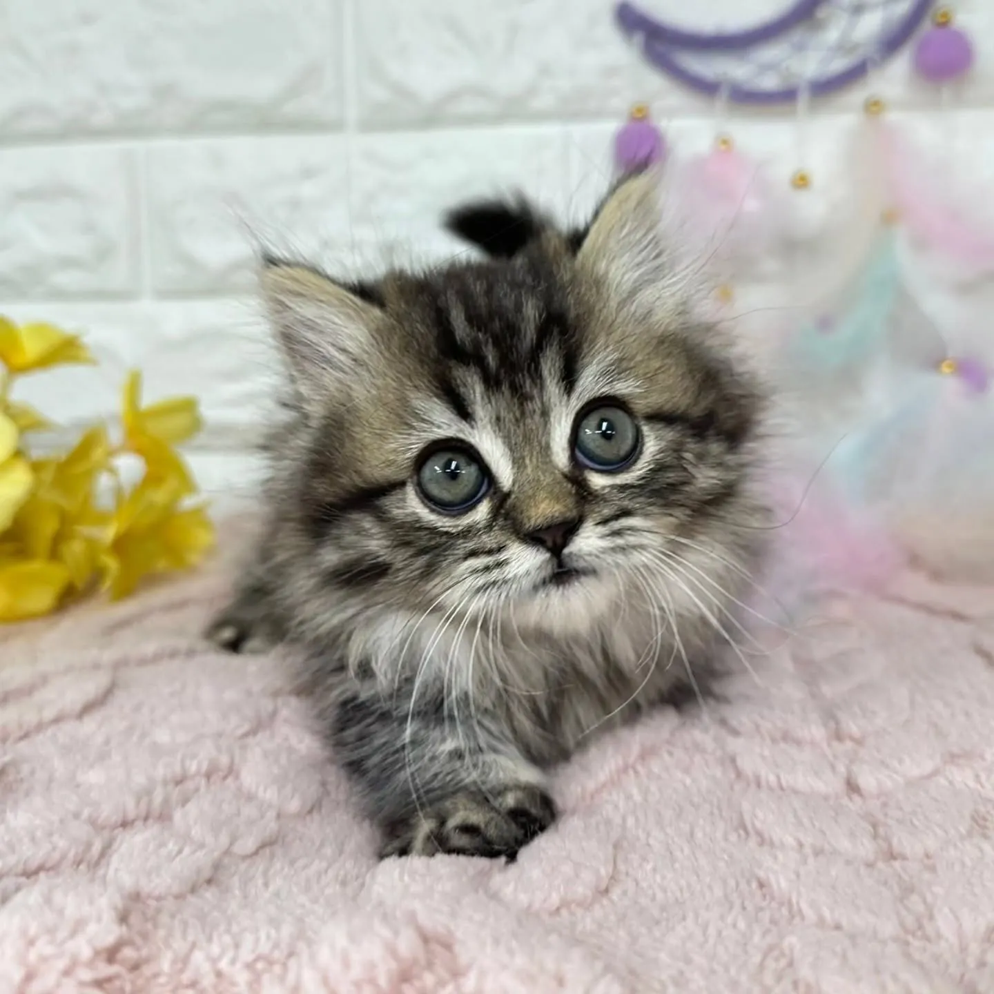 短いお手手がとってもキュート😺❤️