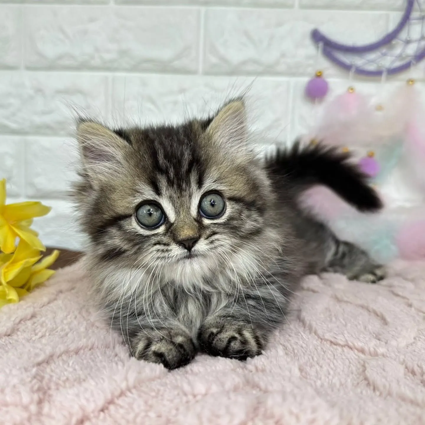 短いお手手がとってもキュート😺❤️