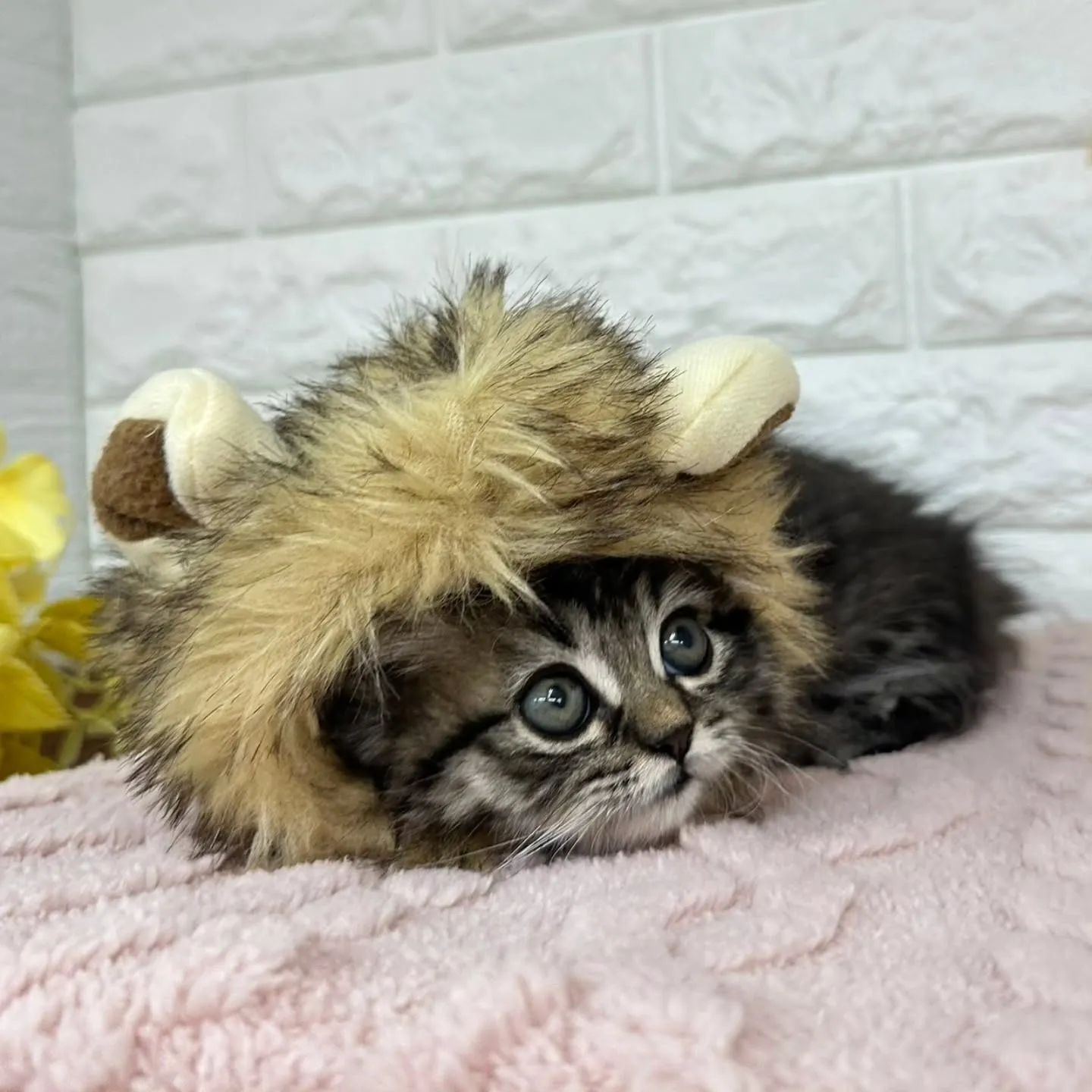 短いお手手がとってもキュート😺❤️