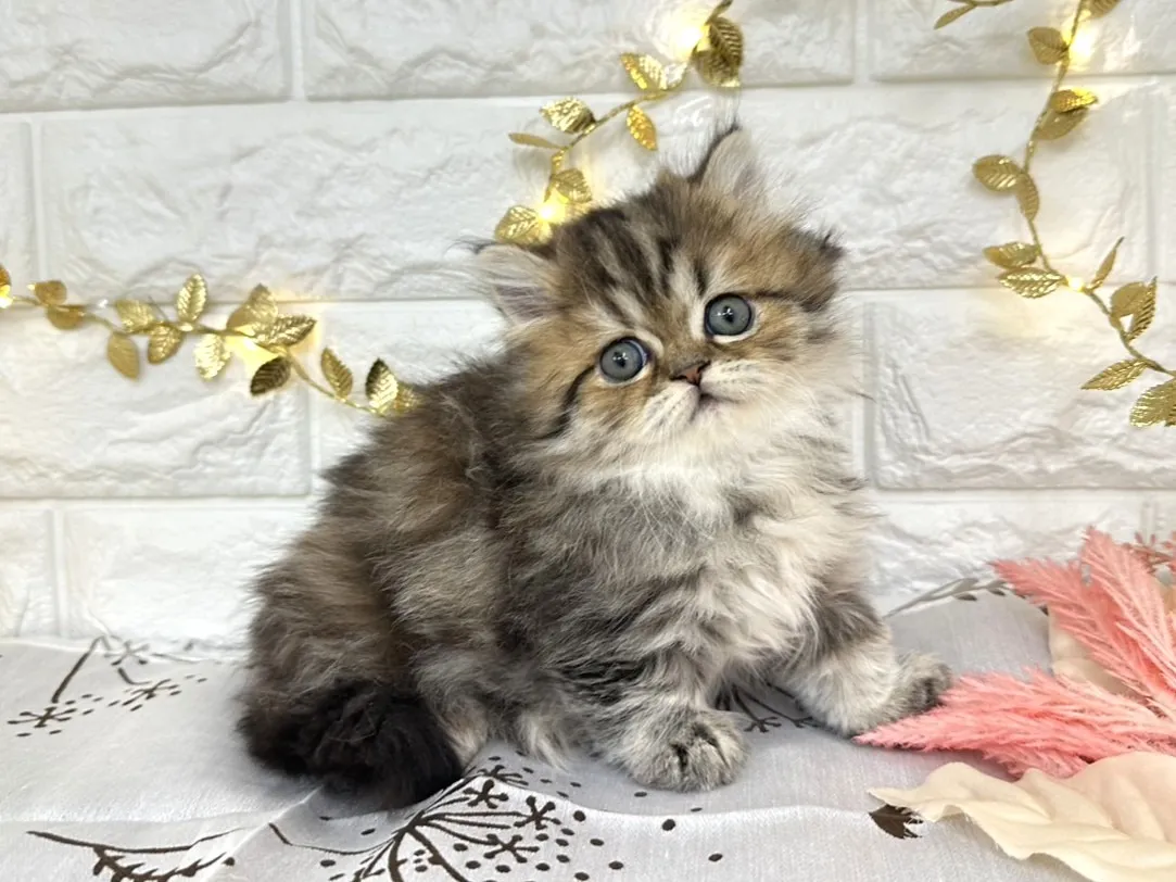 売約済★ミヌエット（短足）★メス★ No.3039