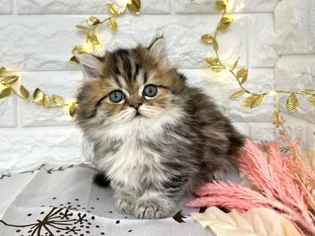 売約済★ミヌエット（短足）★メス★ No.3039