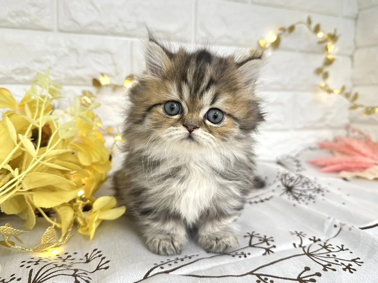 売約済★ミヌエット（短足）★メス★ No.3039