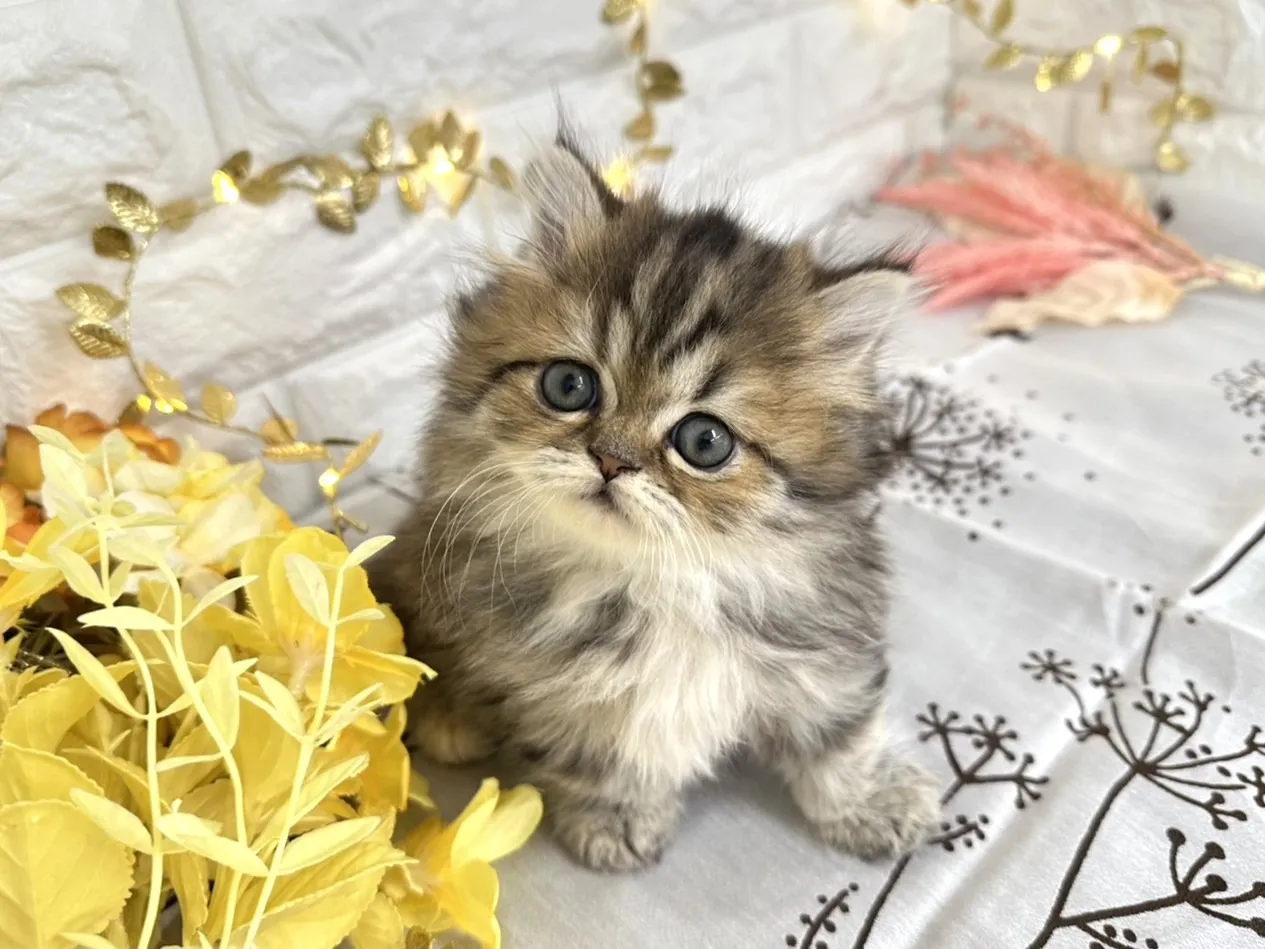 売約済★ミヌエット（短足）★メス★ No.3039