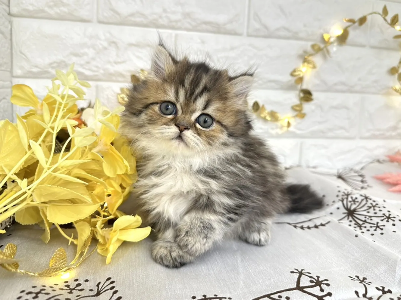 ★ミヌエット(短足)★メス★ No.3039