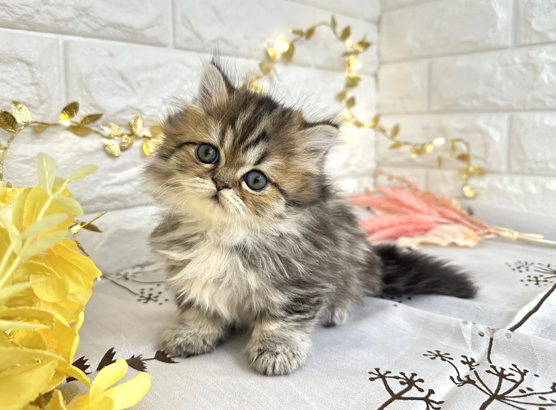 売約済★ミヌエット（短足）★メス★ No.3039