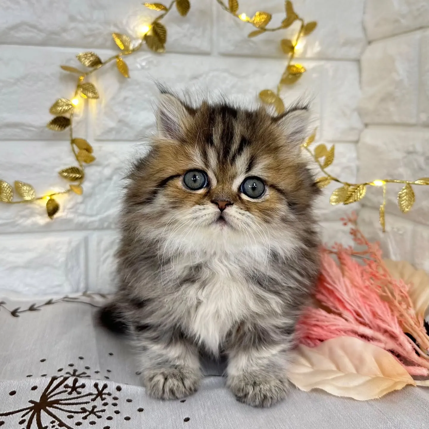 本日ご紹介のミヌエット短足ちゃんです🐱❤️