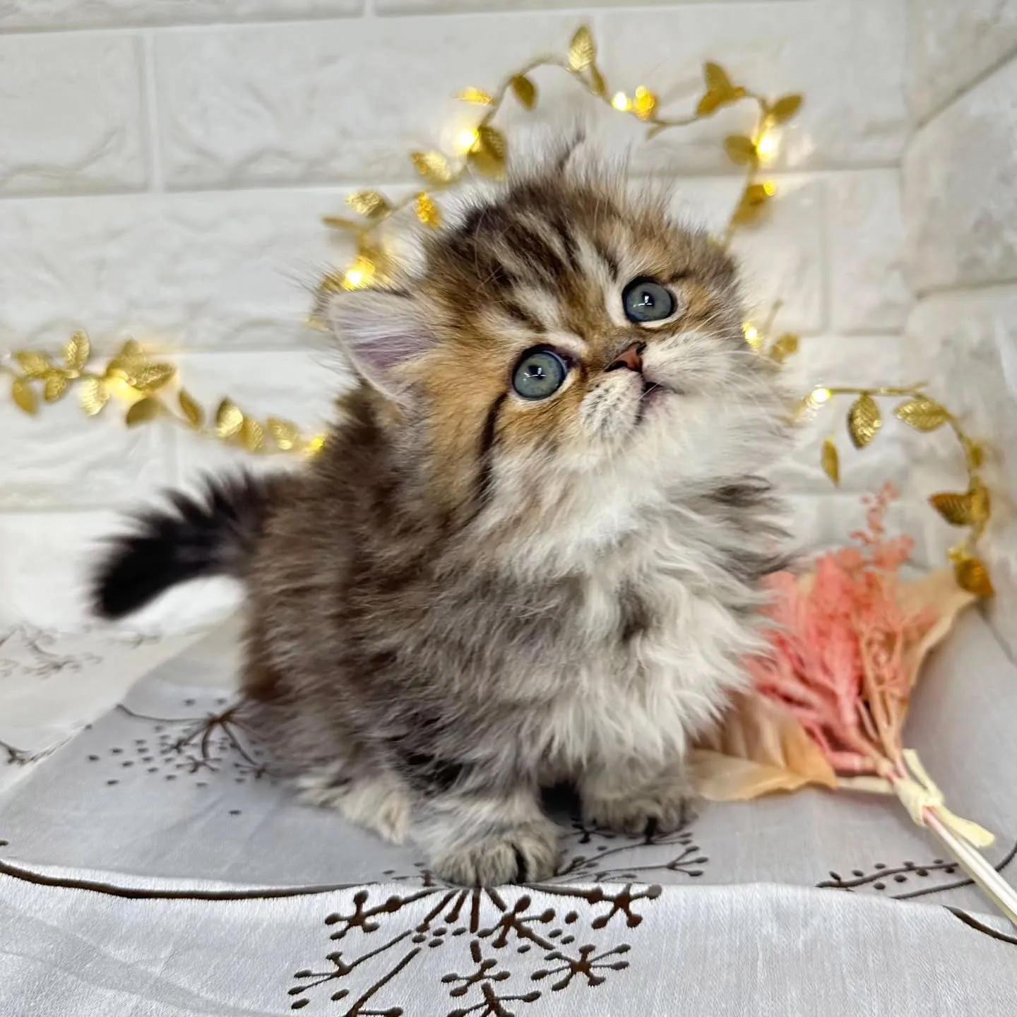 本日ご紹介のミヌエット短足ちゃんです🐱❤️