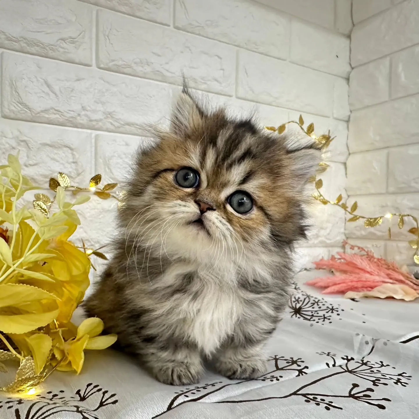 本日ご紹介のミヌエット短足ちゃんです🐱❤️