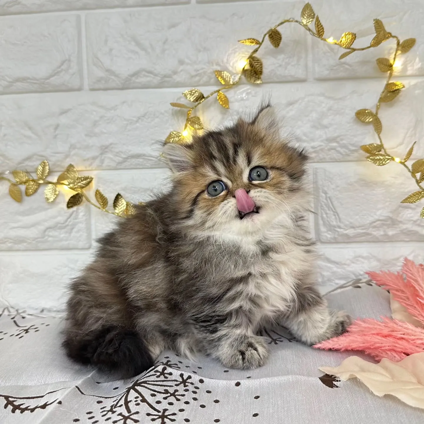 本日ご紹介のミヌエット短足ちゃんです🐱❤️