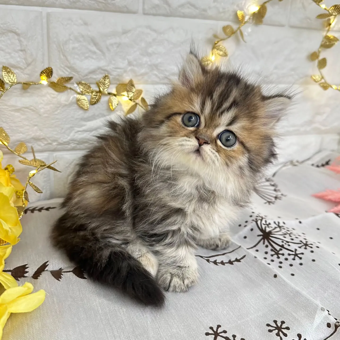 本日ご紹介のミヌエット短足ちゃんです🐱❤️