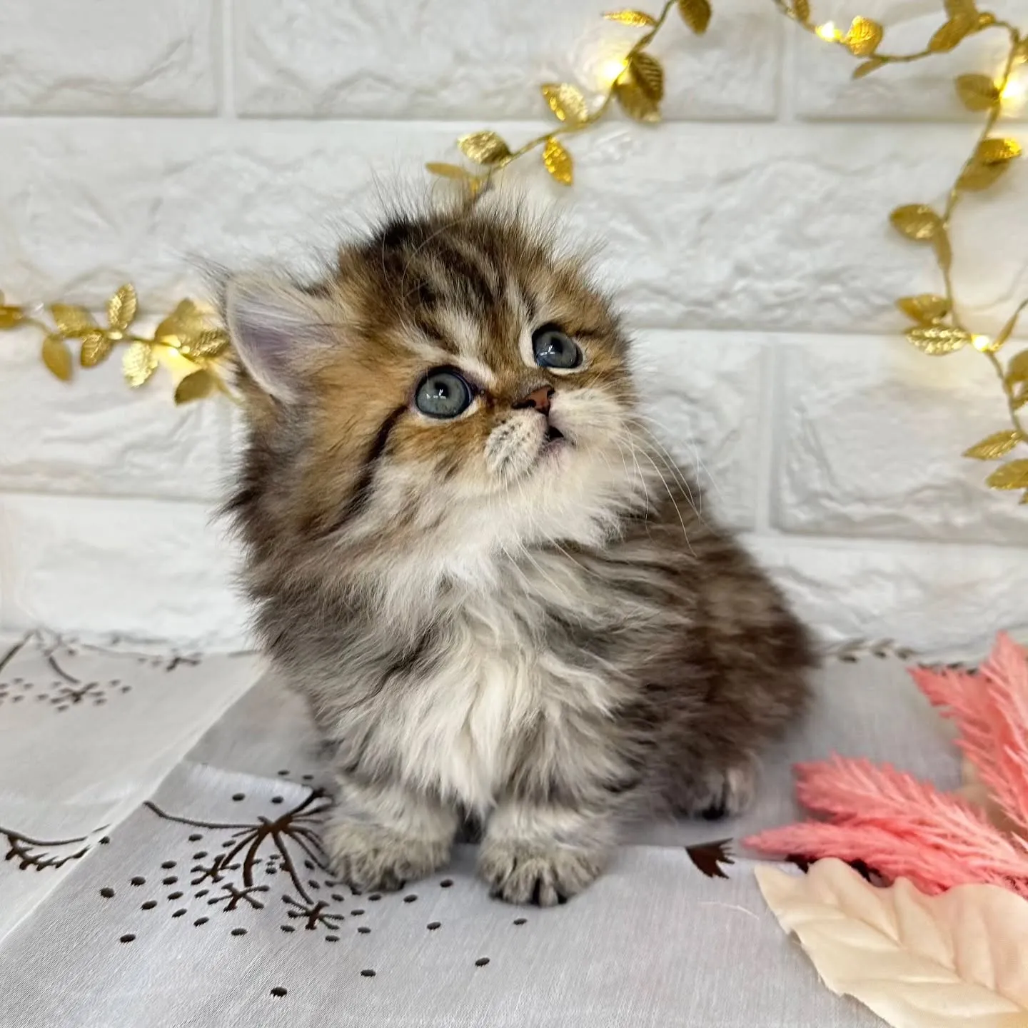 本日ご紹介のミヌエット短足ちゃんです🐱❤️