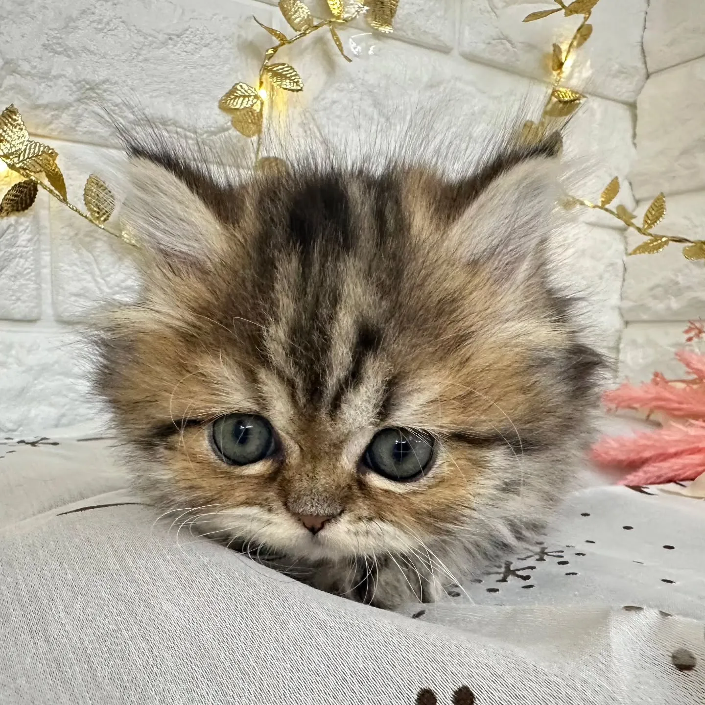 本日ご紹介のミヌエット短足ちゃんです🐱❤️