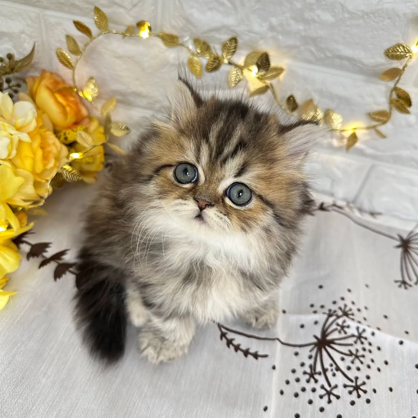 本日ご紹介のミヌエット短足ちゃんです🐱❤️