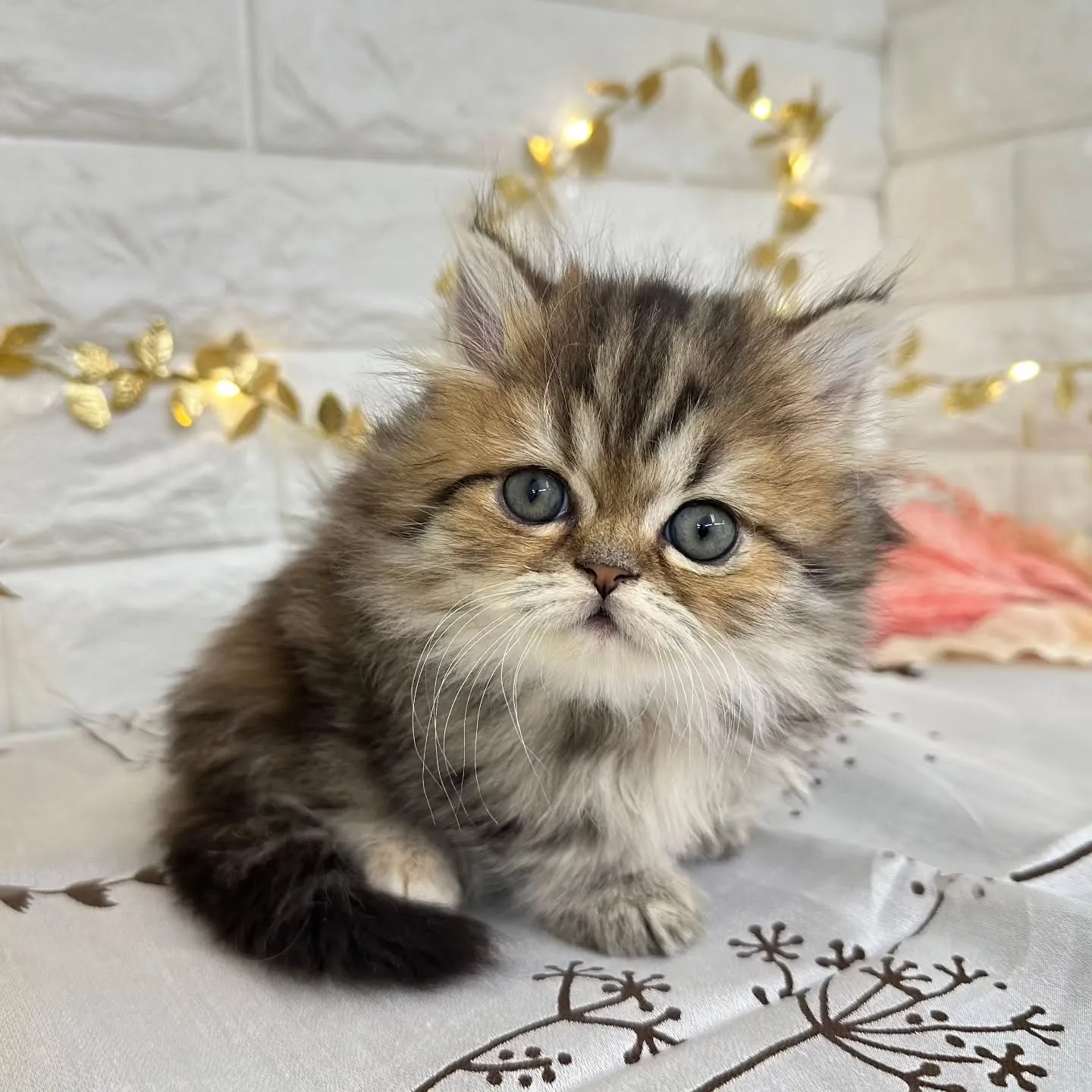 本日ご紹介のミヌエット短足ちゃんです🐱❤️