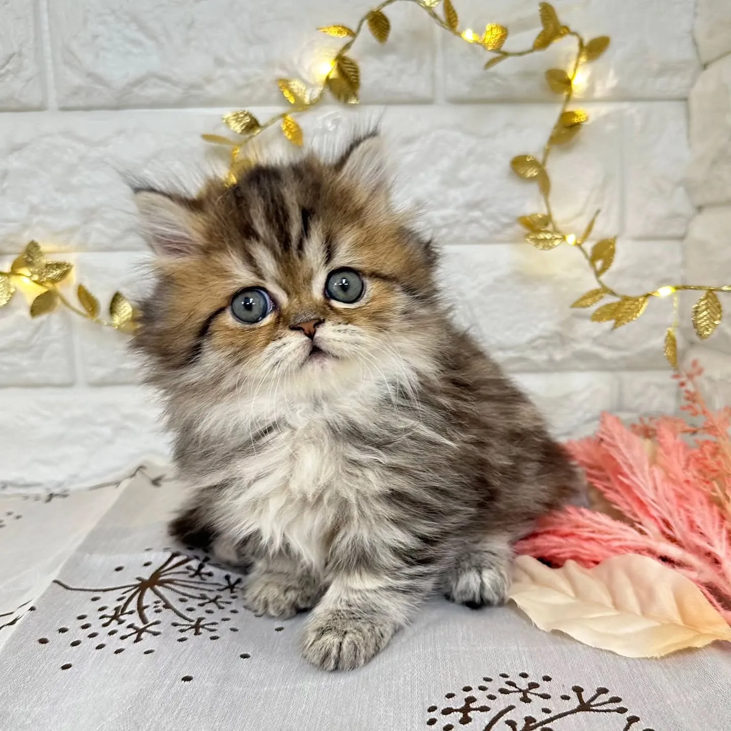 本日ご紹介のミヌエット短足ちゃんです🐱❤️